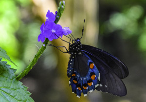 Pipeline Butterfly